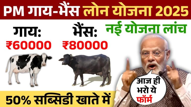 पशुपालन लोन योजना 2025: गाय ₹60,000 और भैंस ₹80,000 लोन कैसे लें – जानें आवेदन की पूरी प्रक्रिया